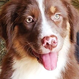 RTF3 - Red tri-color female Australian Shepherd puppy in Seneca, South Carolina from Tawodi Hills