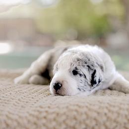 Goldendoodle and Sheepadoodle Puppies from Red River Goldendoodles