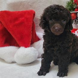 Female 2 - Brown female Poodle puppy in Lakeland, Florida from Anna-Ash Poodles