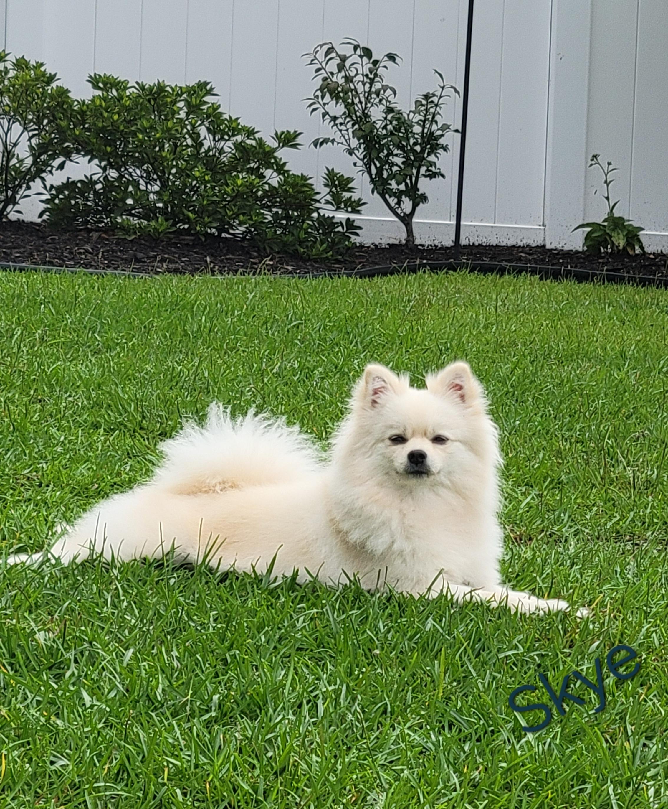 Skye