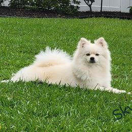 Skye - Pomeranian