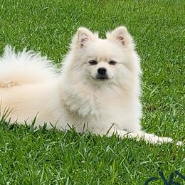 Skye - Pomeranian