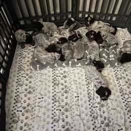 Wirehaired Pointing Griffon Puppies from Gunpowder Griffons