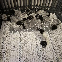 Wirehaired Pointing Griffon Puppies from Gunpowder Griffons