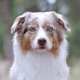 Australian Shepherds from Majestic's Kennel