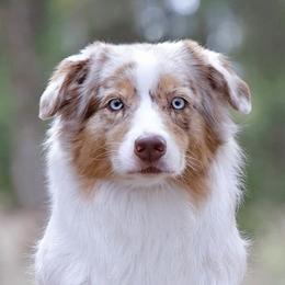 Australian Shepherds from Majestic's Kennel