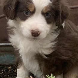 Miniature American Shepherds from Crocker Creek Ranch