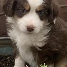 Miniature American Shepherds from Crocker Creek Ranch