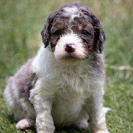 Yoshi - Blue merle male Aussiedoodle puppy in Jacksonville, Florida from Lolo’s Aussiedoodle
