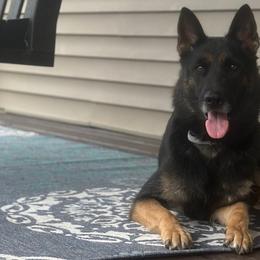 Nambba - German Shepherd