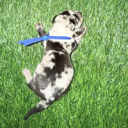 Blue Dapple Girl - Dapple female Dachshund puppy in Apopka, Florida from The HotDog Stand
