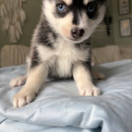Celeste - Black and white female Pomsky puppy in Valparaiso, Indiana from Valparaiso Pomskys