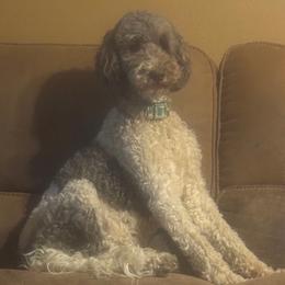 Tinker - Poodle