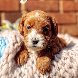 Green Collar - Lady Eloise - Caramel female Australian Labradoodle puppy in Decatur, Alabama from Southern Meadows Doodles