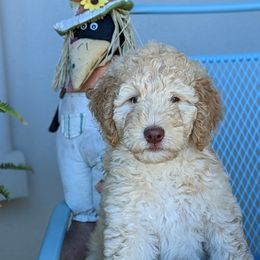 Bella - Aussiedoodle