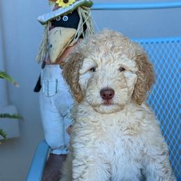 Bella - Aussiedoodle