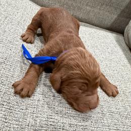 Dark Blue - Red  male Goldendoodle puppy in Bakersfield, California from Lavish Doodles
