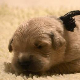 Boy 5 - male Working Dog Cross puppy in Ball Ground, Georgia from Coswald's