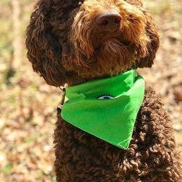 Australian Shepherd, Goldendoodle, and Poodle Puppies from Country Poos and Dos