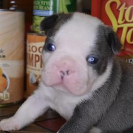 Boy 2 - Boston Terrier puppy in New Cumberland, Pennsylvania from BB and C Bostons