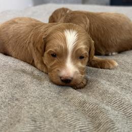 Boy 1 - Red  male Goldendoodle puppy in Glendale, Arizona from Follow Your Bliss Doodles