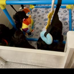 Red-RUBY - Black female Poodle puppy in Hamilton Square, New Jersey from Sweet Standards