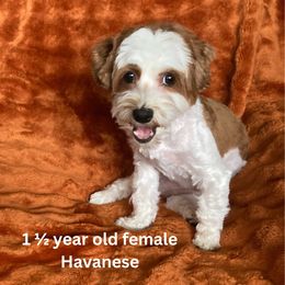 ReHome Girl - Red female Havanese puppy in Fielding, Utah from LUCKY HAVANESE