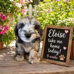 Eloise pink collar - Merle female Goldendoodle puppy in North Branch, Michigan from Graceful Miniature Goldendoodles