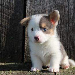 Vortex - Blue male Pembroke Welsh Corgi puppy in Upton, Kentucky from J & J Kennels