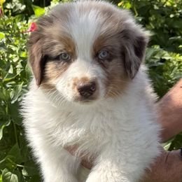 Australian Shepherd puppies from Boundless Joy Aussies