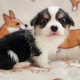 Carina - Black and tan female Pembroke Welsh Corgi puppy in Warrensburg, New York from The Adirondack Corgi