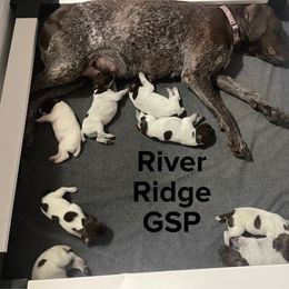 Female 4 - White and liver female German Shorthaired Pointer puppy in Weeki Wachee, Florida from River Ridge GSP