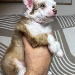 Chinese Crested Puppies from Alvarez Chinese Crested