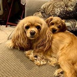 Ladybird - Cavapoo