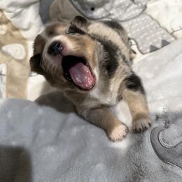 Bentley - Merle male Pomsky puppy in Ravena, New York from Osiris’s Siberians & Pomskies