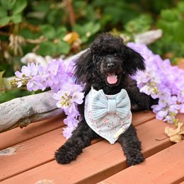 Cavapoo, Cockapoo, and Poodle Puppies from Heavenly Puppies to Love