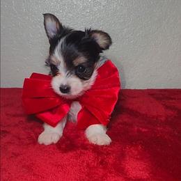 WILLOW - Parti male Yorkshire Terrier puppy in Palmdale, California from J Designer Puppies