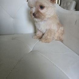 Yorkshire Terrier Puppies from Ja'Dor Yorkies