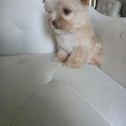 Yorkshire Terrier Puppies from Ja'Dor Yorkies