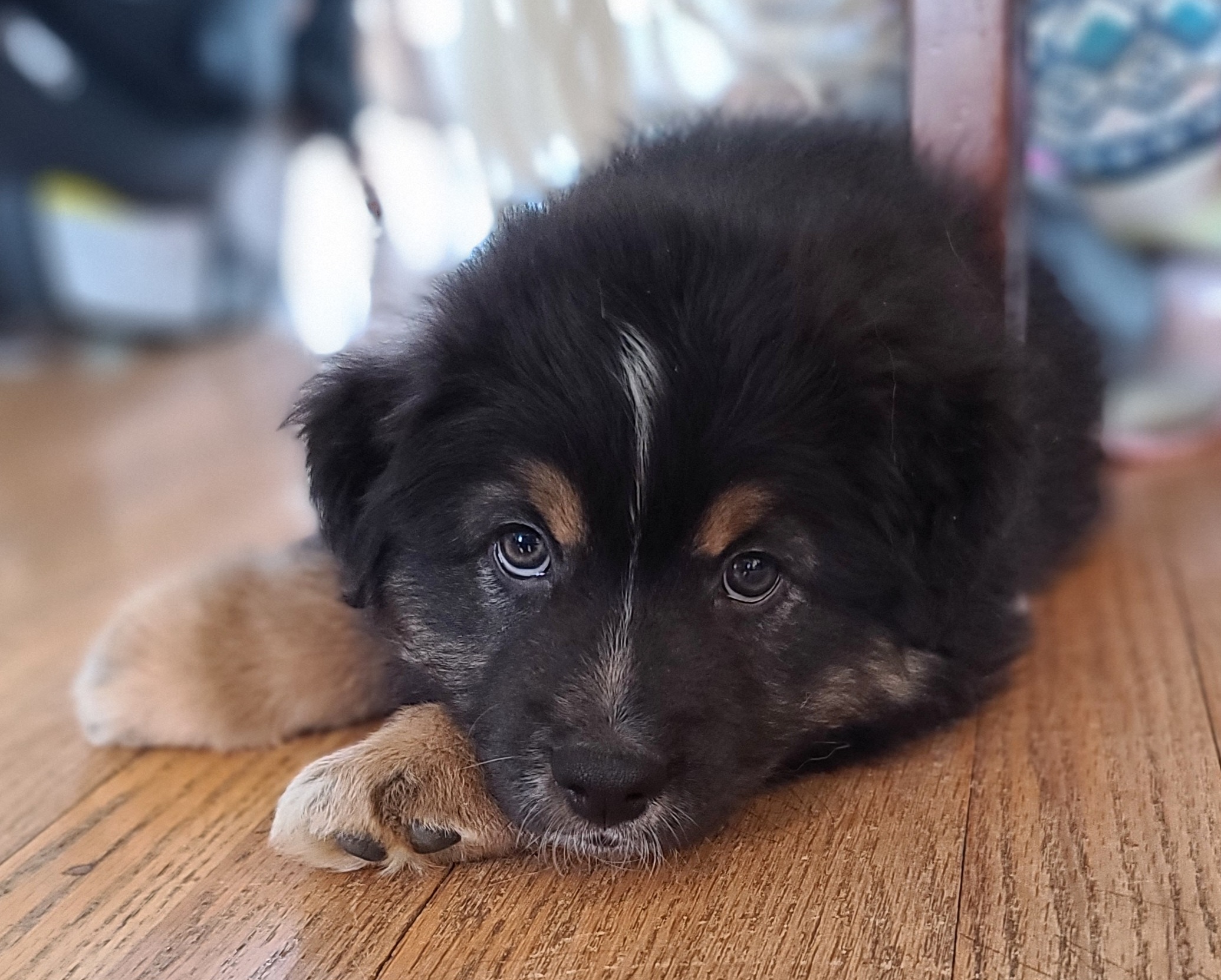 Australian Shepherd Puppies from Whitfarm Aussies