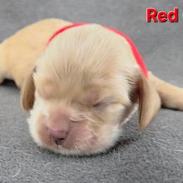 Red - Buff female Cocker Spaniel puppy in Lebanon, Missouri from Spring Hollow Cocker Spaniels