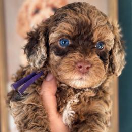 Koa - Merle female Goldendoodle puppy in Millville, California from Hope Lane Kennels