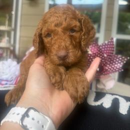 Princess Ann (Pink Girl) - Brown female Poodle puppy in Winterville, Georgia from Villa Rosa Poodles