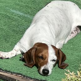 Bella - Dachshund