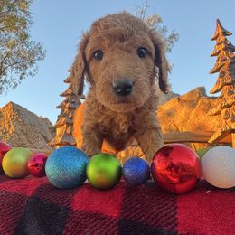 Grinch - Apricot male Aussiedoodle puppy in Riverside, California from Just Loving Doodles