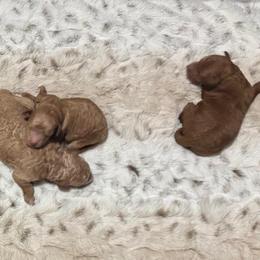 Poodle puppies from Dave Poodles