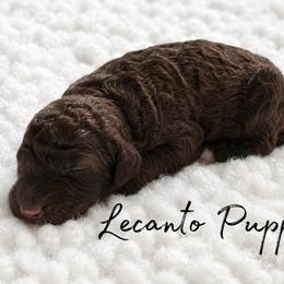 Mira - Parti female Poodle puppy in Lecanto, Florida from Lecanto Puppy