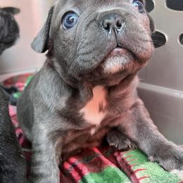 French Bulldogs from The French Bulldog Revolution