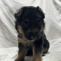 German Shepherd Puppies from Misty Hills German Shepherds