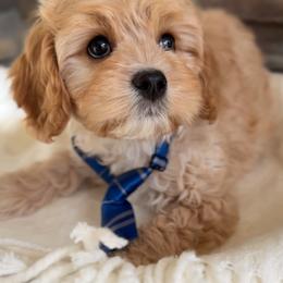 Bernedoodle, Cavapoo, and Goldendoodle Puppies from Blackberry Farm Puppies